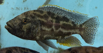 Tlamovci Nimbochromis polystigma F1