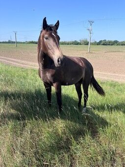Mladá výnimočná kobylka po lusitano