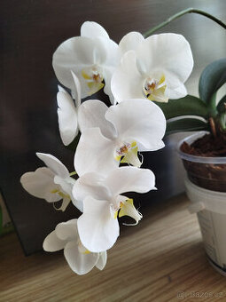 Bílá orchidej - 1