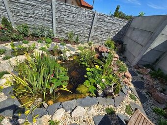Prodám jezírko s komplet příslušenstvím, rostliny, ryby- med