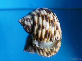 Turbo setosus