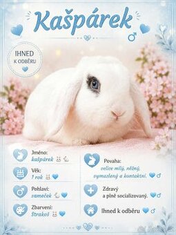 Anglický Zakrslý Beránek MiniLop - Kašpárek