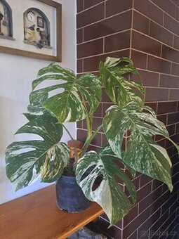 Panašovaná monstera