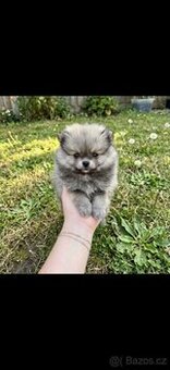Prodám štěňátko pejska pomeraniana