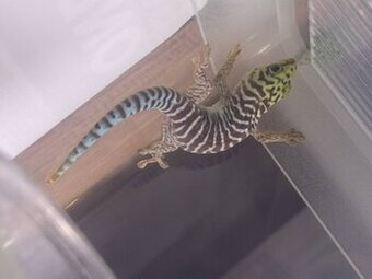 Phelsuma standingi, grandis, ...