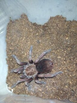 Tarantule , sklípkan