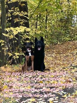 🐾 Výcvik psů za férovou cenu – Chomutov a okolí 🐾