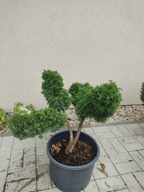 Bonsai tvarovaný strom jalovec čínský