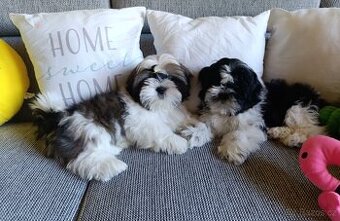 Shih-tzu s PP vymazlená štěňátka (Shih tzu)