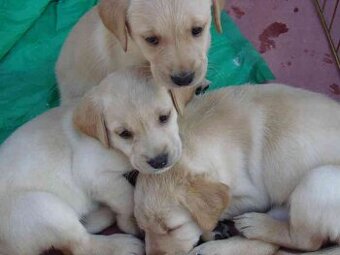 Labradorsky retrivr