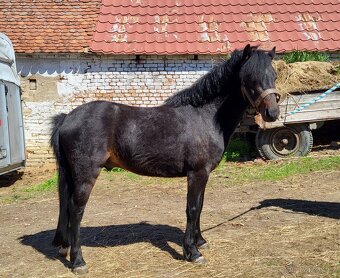 Hřebeček WPBr pony - 1