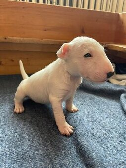Miniaturni bulterier