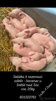 Selata
