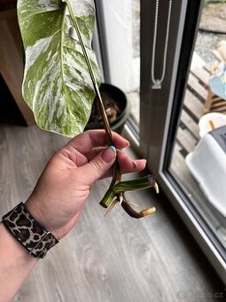 Monstera albo