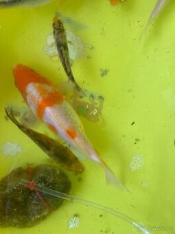 Koi Kapři - 1