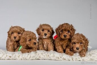 Maltipoo