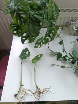 Monstera Monkey mask