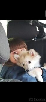 Miniaturní špic ( štěně )