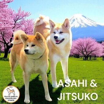 Štěňátka Akita Inu s PP odběr v lednu