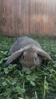 Daruji zakrslé králíčky