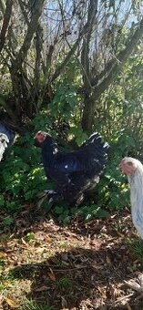 Brahmanka velká - různé barvy - pouze kohoutci