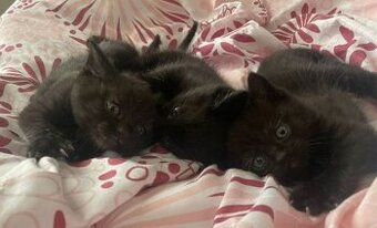 Koťátka 3 kluci