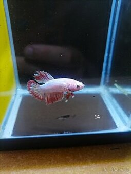 Betta Splendens - Betta bojovnice: samec č. 14
