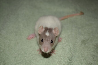 8.11. Praha - potkani, potkánci - dwarf, fuzz, standard, dum