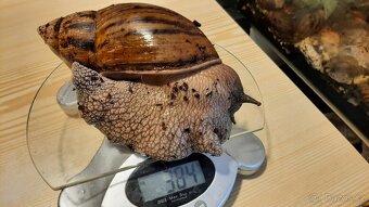 Achatina Achatina Ghana