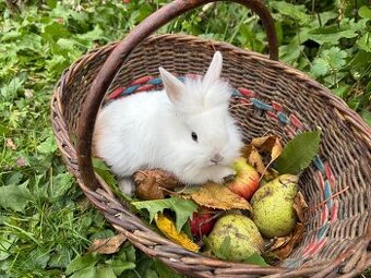 Zakrslý králíček - poslední volná miminka