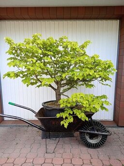Lípa malolistá (Tilia cordata) bonsai