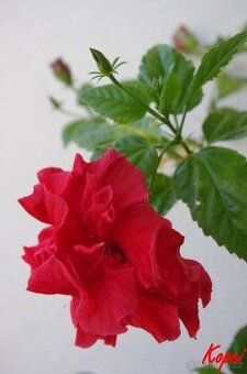 pokojový ibišek červený plný-rostlina