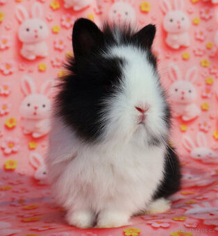 Zakrslý krátkouchý lvíček - samička .