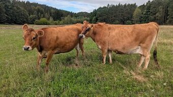 Hledám domov pro březí Jersey krávu a jalovičku