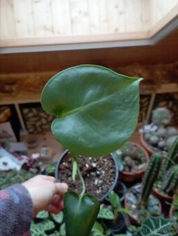 Pokojová rostlina - Monstera deliciosa