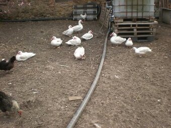 kachny pižmové - čínky