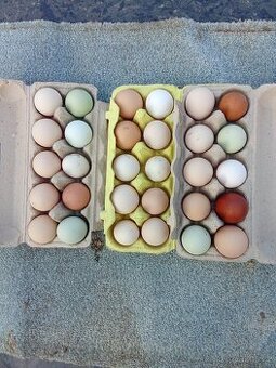 Vejce do líhně-50 kusů