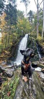 Nabízím Biewra ke krytí