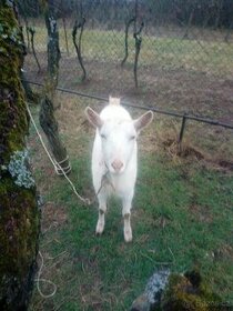 Česká bílá bezrohá koza