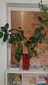 Gumovník Ficus elastica - 1