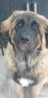 Leonberger