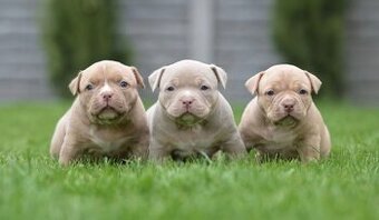 American bully s PP