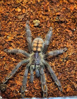 Psalmopoeus irminia