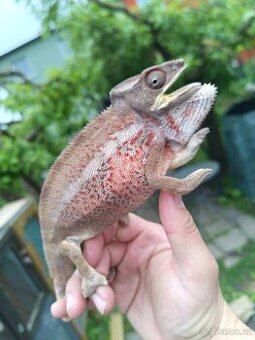 Chameleon pardáli - 1