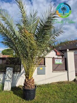 Datlovník kanárský (Phoenix canariensis)