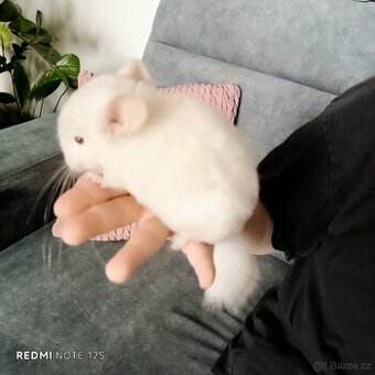 Prodej mláďata činčil - samec a samička