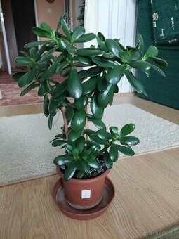 Tlustice vejčitá (Crassula ovata) - výška 36 - 46cm