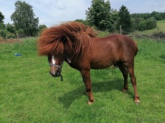 Minipony s PP - 1