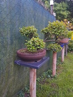 Bonsaj,bonsai Skalník