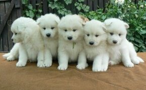 volná fenečka - rezervace samojed s PP léto 2025